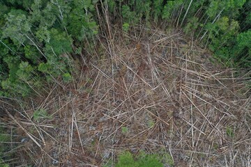 Obraz premium Smallholder deforestation in Borneo