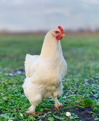white chicken on the grass. chickens on the farm
