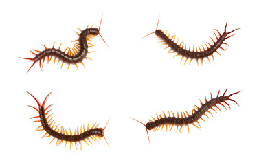 collection, centipede (Scolopendra sp.) Giant centipede isolated on white background. The top view of a living centipede, high resolution images shot in a studio room.
