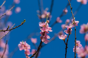 Ein Ast mit vielen pinken Blüten