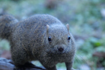 町田りす園、台湾リス、動物、放し飼い、餌付け、餌やり、手乗り、町田、東京、日本、動物園、りす、リス、りす園、台湾、たいわん、タイワンリス、小動物、ひまわりの種、ふれあい、可愛い、ハウス、家、遊ぶ、食べる、食事、美味しい、食いしん坊、もぐもぐ、庭、昼寝、もふもふ、ふわふわ、