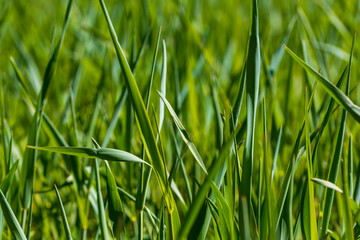 Junge grüne Grashalme  im Frühling