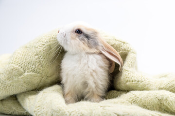 Lovely bunny easter fluffy baby rabbit playing on beautiful pastel colorful blanket on white background. Rabbit family in winter concept.