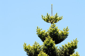 Upper part of the crown of an Araucaria excelsa pine tree