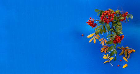bunch of rowan branches with red berries on a blue background with space for text
