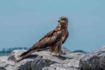 Black kite, bird of prey