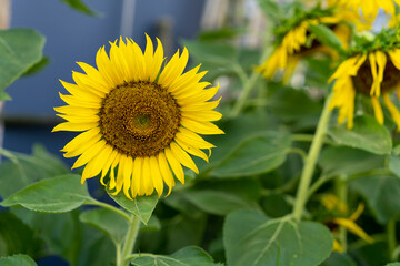 Sunflower blooming natural background. Sunflower background.