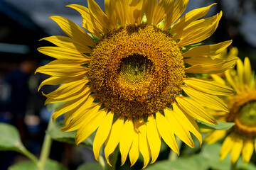 Sunflower blooming natural background. Sunflower background.