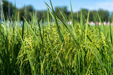 Rice paddy in field ready for harvest.