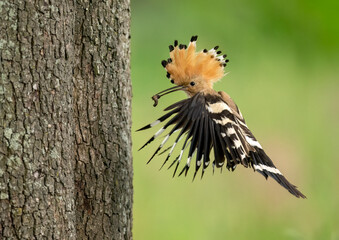 Eurasian hoopoe bird close up ( Upupa epops )