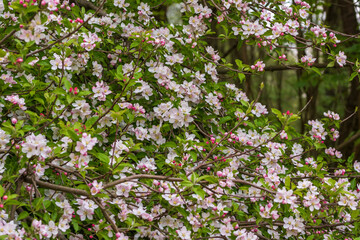 Ein Baum mit vielen pinken Blüten