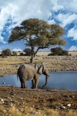 Family of African elephants drinking at a waterhole in Etosha national park. Namibia, Africa.