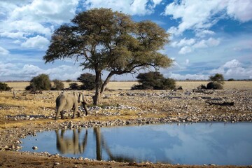 Family of African elephants drinking at a waterhole in Etosha national park. Namibia, Africa.