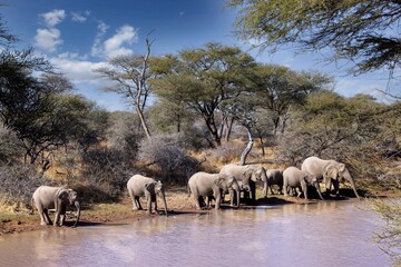 Obraz premium Family of African elephants drinking at a waterhole in Etosha national park. Namibia, Africa.