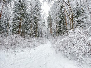 Snowy winter forest. Snow covered trees and bushes. Ski track on a snow-white road.