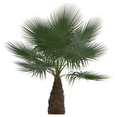 california palm tree on isolated empty background