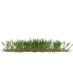 field grass plant on isolated empty background