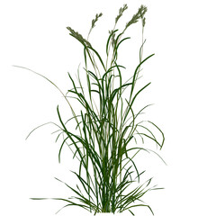 field grass plant on isolated empty background