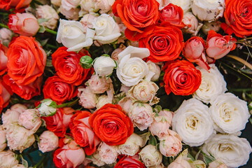 Bouquet of fresh roses, floral bright red and white background for greeting card