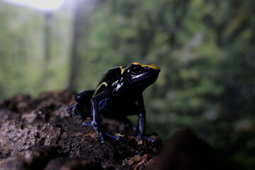 Tinctorius Poison Dart Frog - Cobalt 2