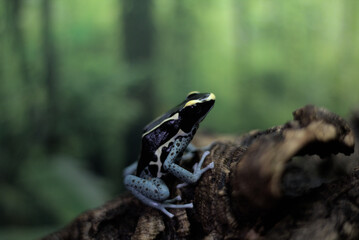 Tinctorius Poison Dart Frog - Powder Blue 4