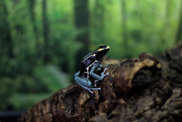 Frog on a Log