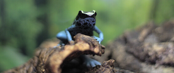 Tinctorius Poison Dart Frog - Powder Blue Wide