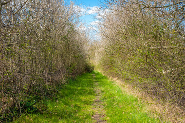 Straight trail with edges on both sides