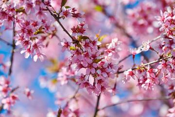Pink sakura blossom, beautiful pink flowers of japanese cherry tree on blue sky background in...