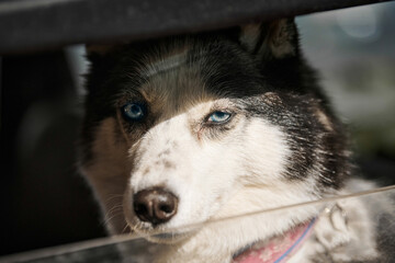 Siberian Husky dog behind window car portrait with blue eyes and gray coat color, cute sled dog breed. Friendly husky dog sitting in car and waiting for walk with owner, dog transportation © TRAVELARIUM