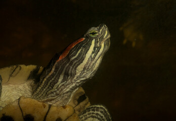 Red-eared terrapin (Trachemys scripta elegans) is a subspecies of the pond slider, a semiaquatic...