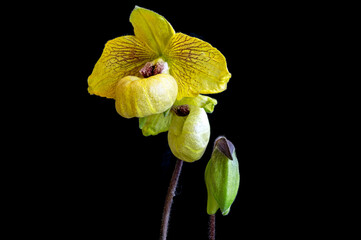 Orchid flowers in three stages of development on Paphiopedilum Norito Hasegawa, a hybrid plant
