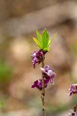 Daphne mezereum flower growing in forest