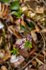 Daphne mezereum flower growing in forest