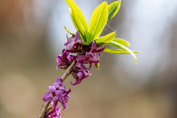 Daphne mezereum flower growing in forest