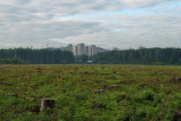 Cut down forest and city block. Moscow region. Russia