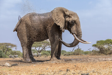 Fototapeta na wymiar A large Elephant (Loxodonta africana) keeping cool at a waterhole in Kenya. 