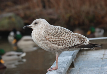 Young herring gull