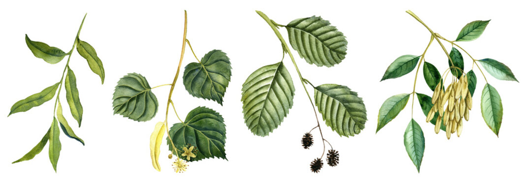 watercolor drawing branch of trees, ash,lime, alder and willow, hand drawn illustration
