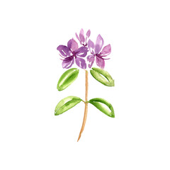 watercolor drawing plant of Rhododendron qinghaiense ,herb of traditional chinese medicine, hand drawn illustration