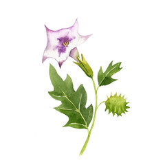 Naklejka premium watercolor drawing flower of thorn apple, jimsonweed, devil's trumpet, Datura stramonium, hallucinogenic plant, herb of traditional chinese medicine, hand drawn illustration