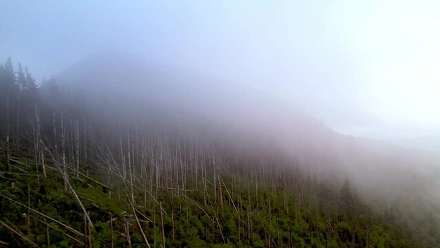 clouds, fog, wind and trees atop mt mitchell nc, north carolina
