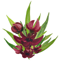 Dark red flowers with leaves. Watercolor bouquet