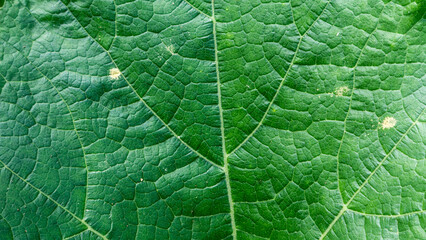 green leaves texture as background