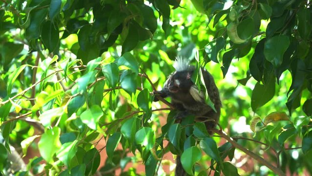 Close up shot of a wild long tail monkey, common marmoset, callithrix jacchus climbing on a tree curiously wondering around its surroundings with dense green leaves in its natural habitat in daylight.