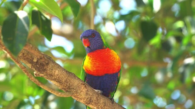 Close up shot of a wild friendly rainbow parakeet with colorful plumage, perching on tree branch, beak grinding, tongue clicking, chirping and feeling content and happy after feeding.