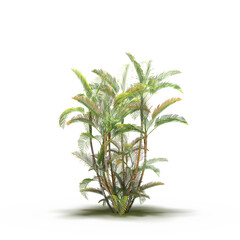 large tree with a shadow under it, isolated on a transparent background, 3D illustration, cg render