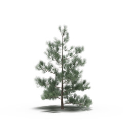 large tree with a shadow under it, isolated on a transparent background, 3D illustration, cg render
