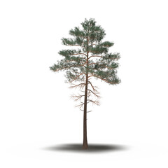 large tree with a shadow under it, isolated on a transparent background, 3D illustration, cg render