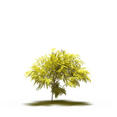 large tree with a shadow under it, isolated on a transparent background, 3D illustration, cg render